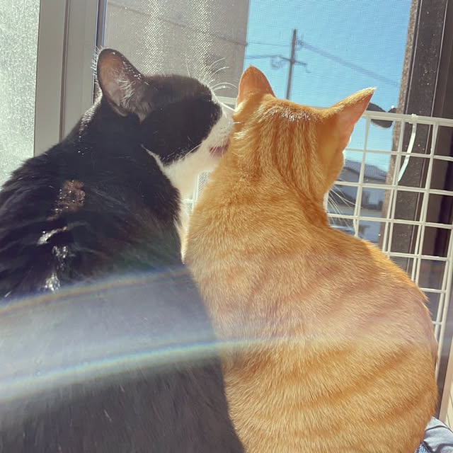 koromaroさんの実例写真