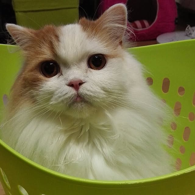 1ldksさんの実例写真