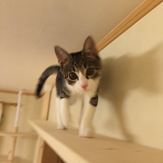 chococoさんの実例写真