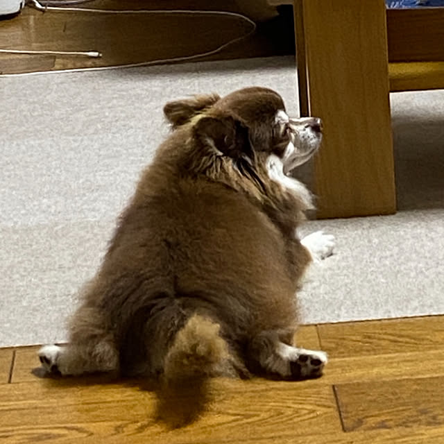 chIoeさんの部屋