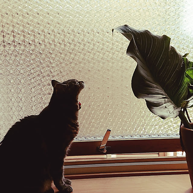 botanさんの実例写真