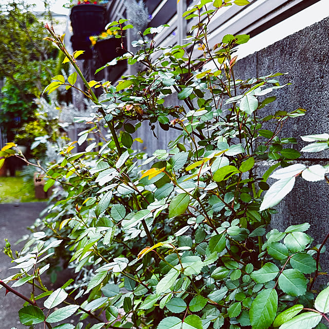 chacoさんの部屋