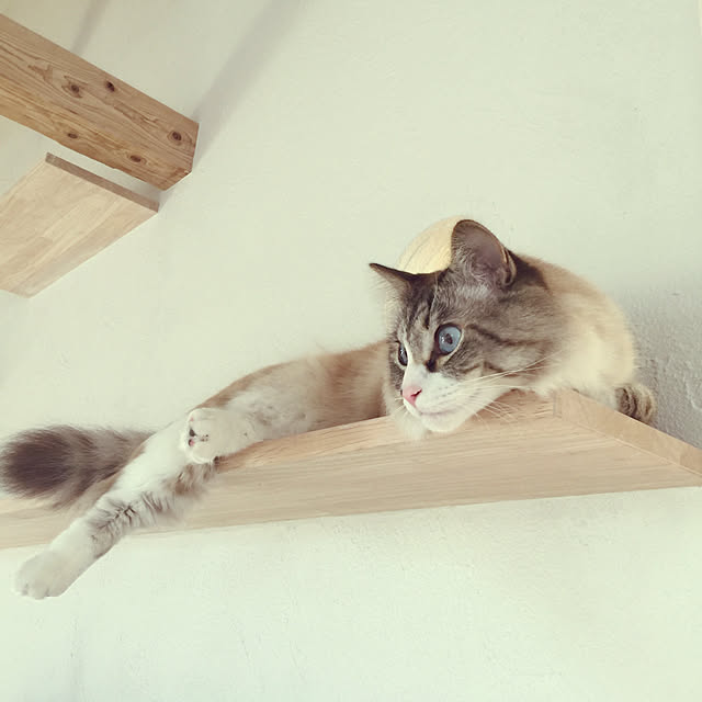 masyacanonさんの実例写真