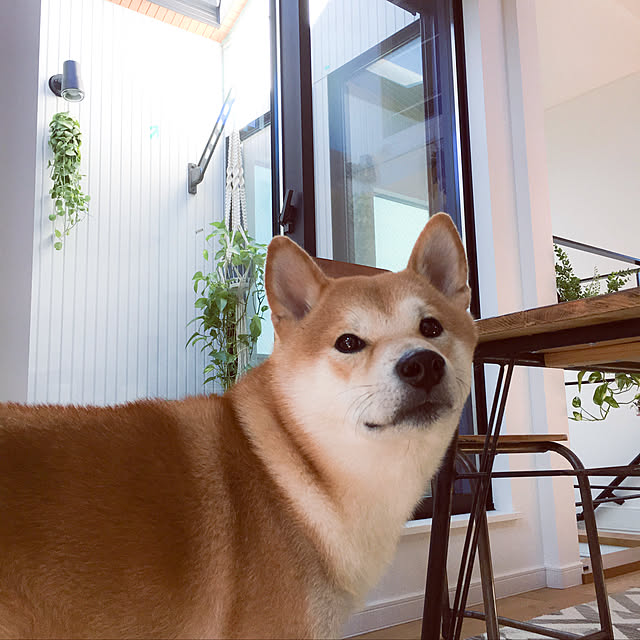 diez_taraさんの実例写真