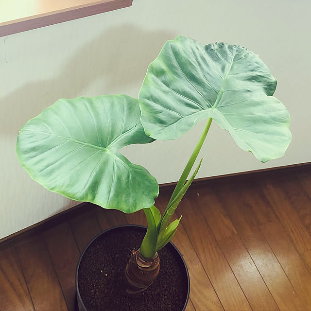 harugiさんの実例写真