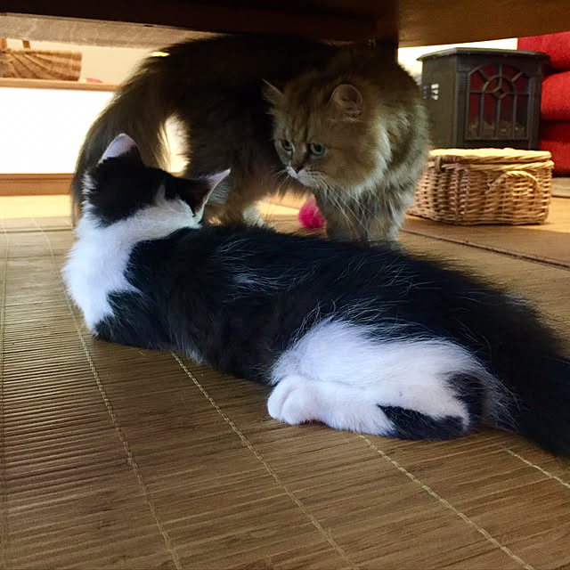 butachanさんの実例写真