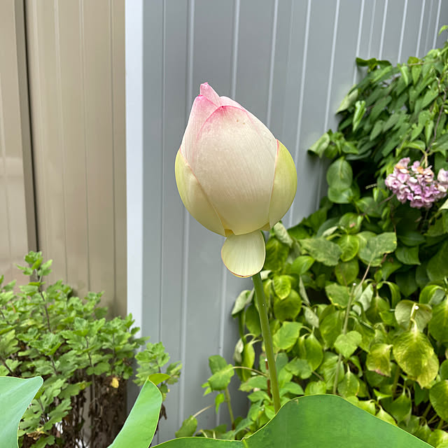 emiuraranさんの実例写真