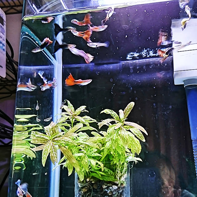 akiradesuさんの実例写真