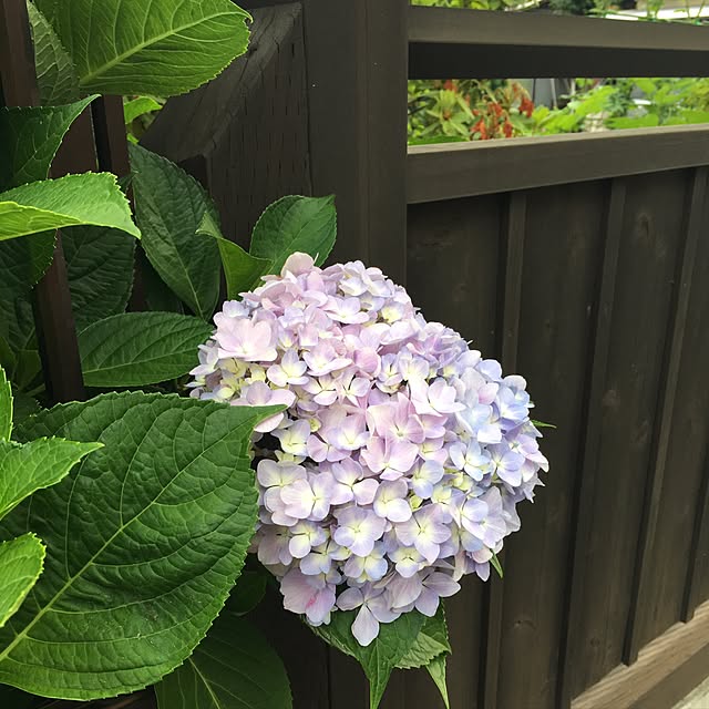 yoshi-yoshiさんの実例写真