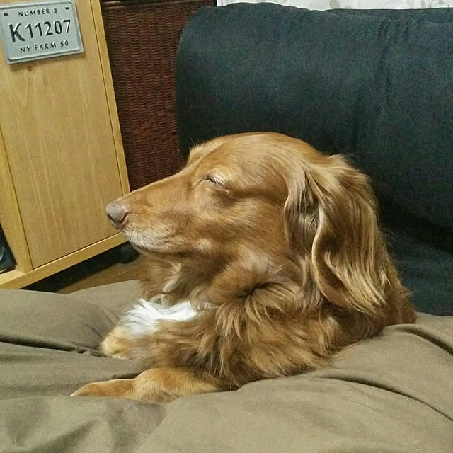 satoさんの実例写真