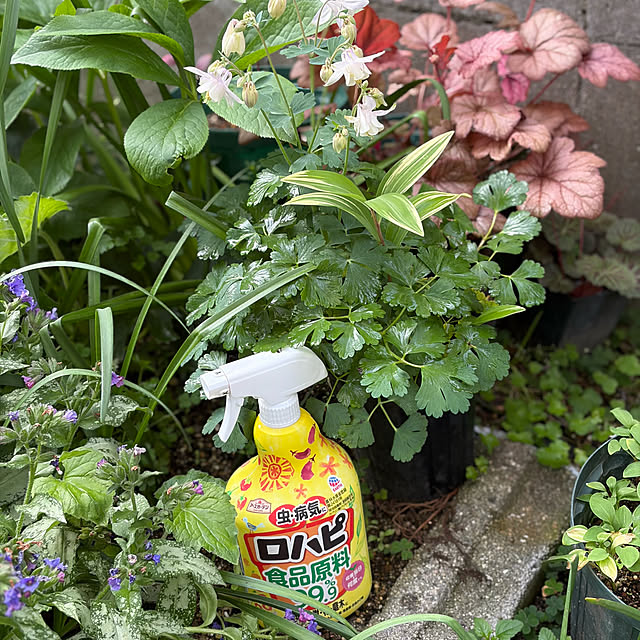 buchiさんの部屋