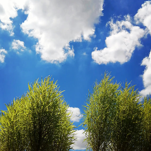 VERANDARJUNさんの実例写真