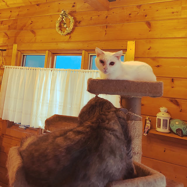 Maki-nekomamireさんの実例写真
