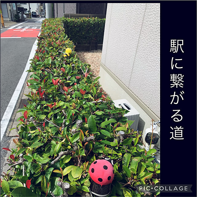 yukarin-gardenさんの実例写真