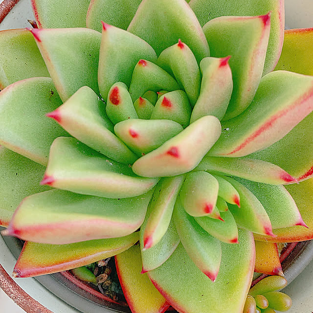 Hanakaさんの部屋