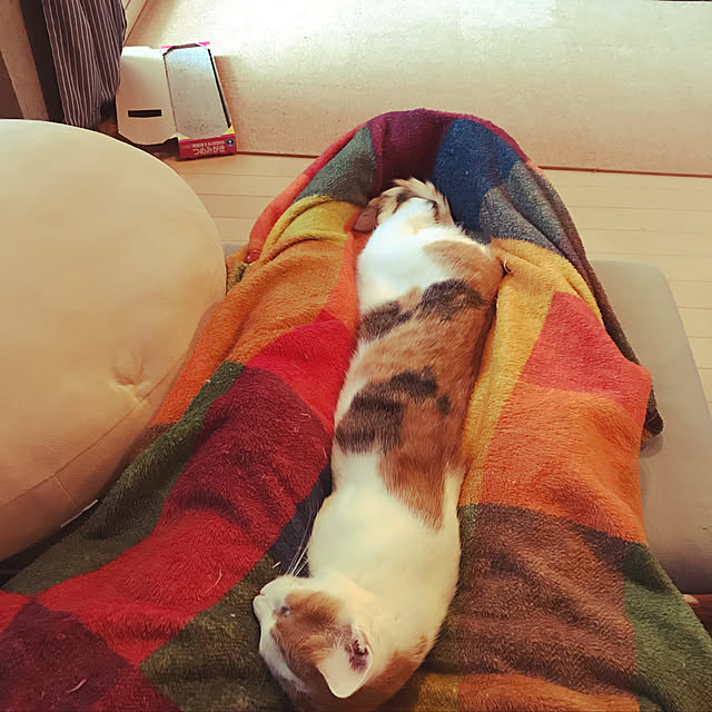 ziziguguさんの実例写真