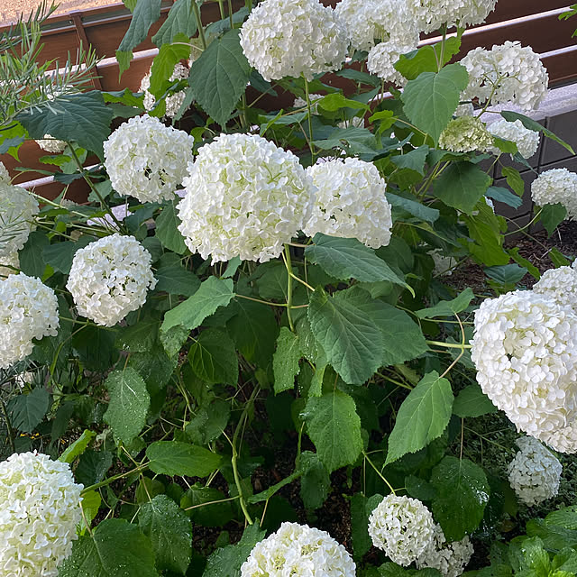 アナベル/花のある暮らし/植物が好き/暮らしを楽しむ/お花大好き♡...などのインテリア実例 - 2021-06-18 15:02:28