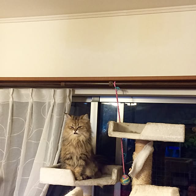 butachanさんの実例写真