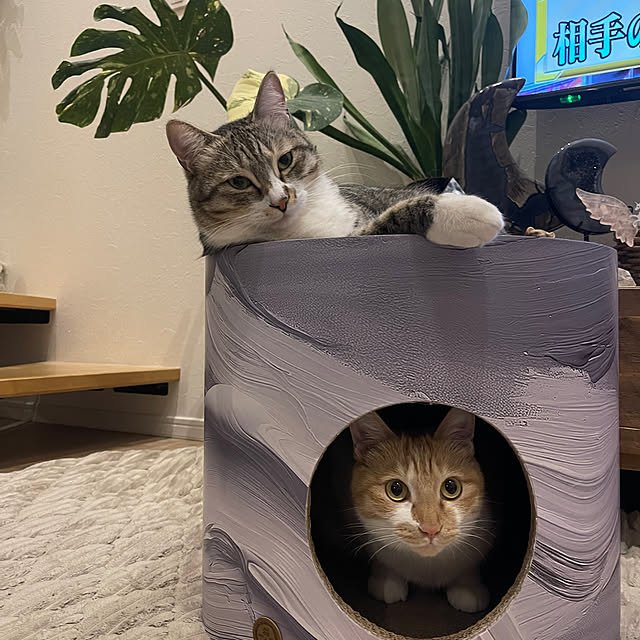 miniさんの実例写真