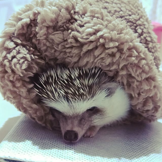 kuruさんの実例写真