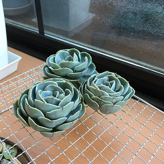 canmilmamaさんの実例写真