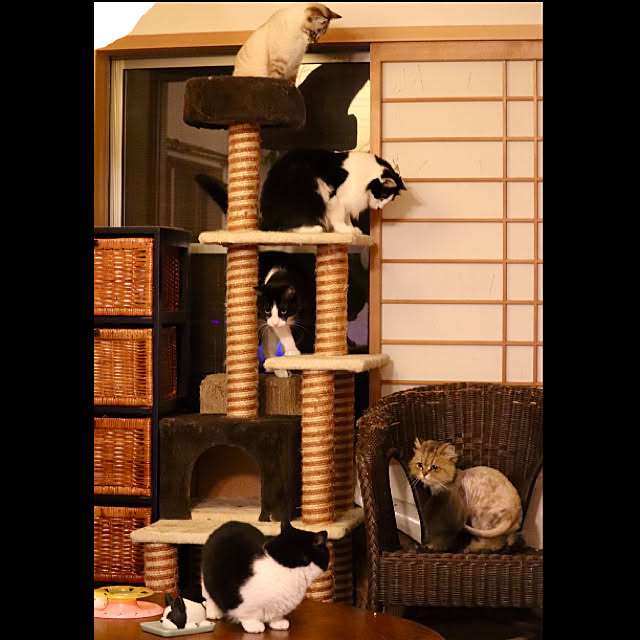 butachanさんの実例写真