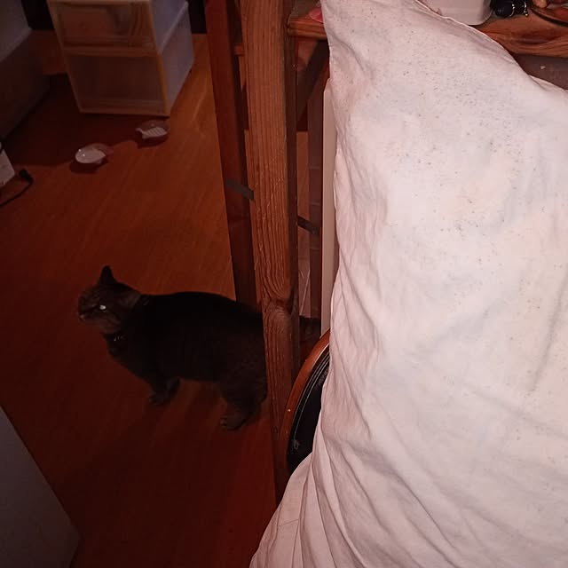 catloveさんの部屋