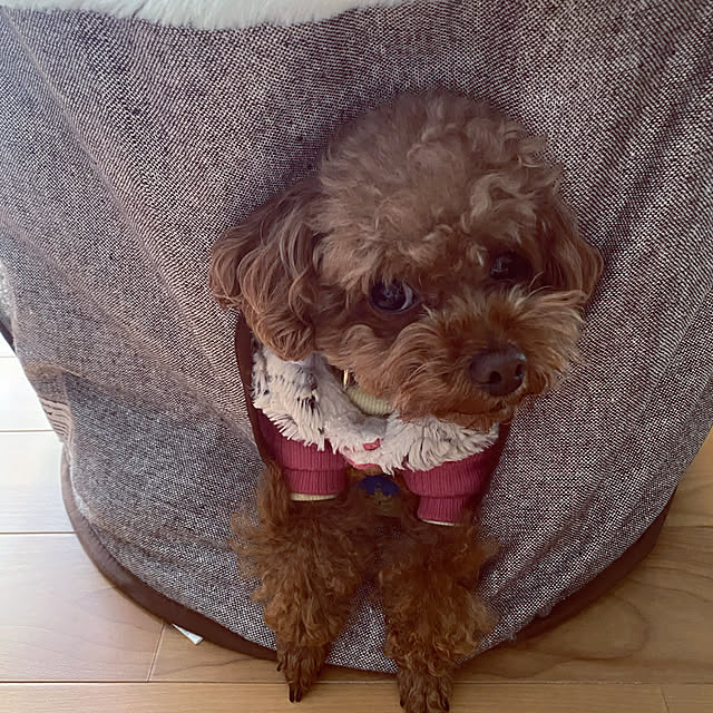 Tiaraさんの実例写真