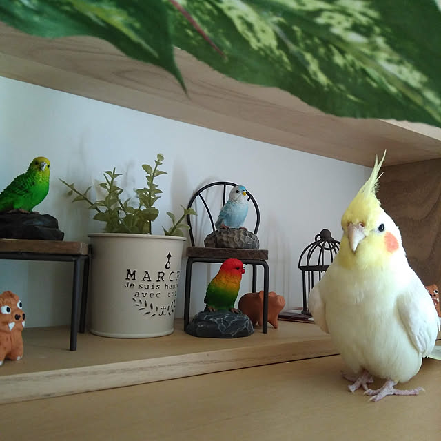 toratanさんの実例写真