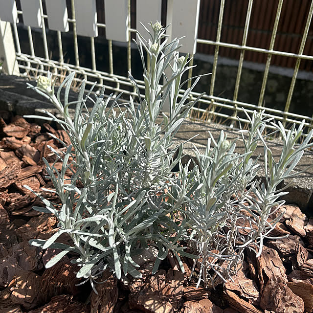 Haruさんの実例写真