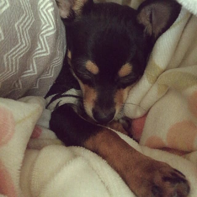 mi.mi.mi0325さんの実例写真