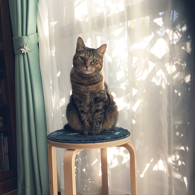 syutanさんの実例写真