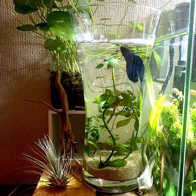furukataさんの実例写真