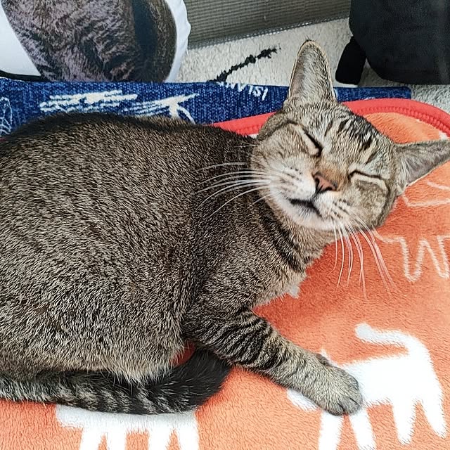 cocomintさんの実例写真