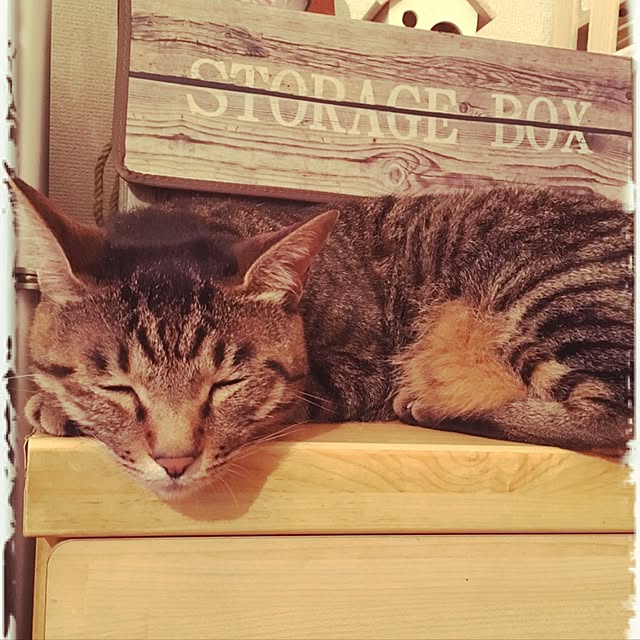 shigimiさんの実例写真