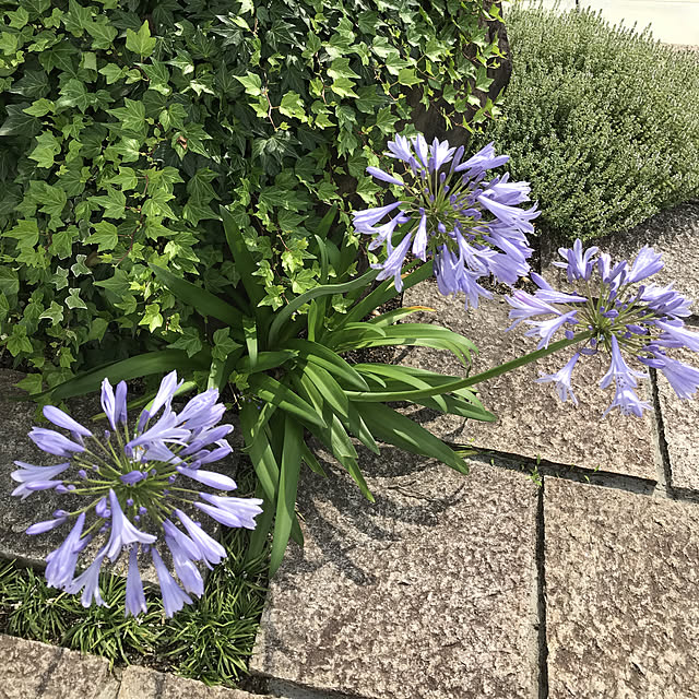 a-minさんの実例写真