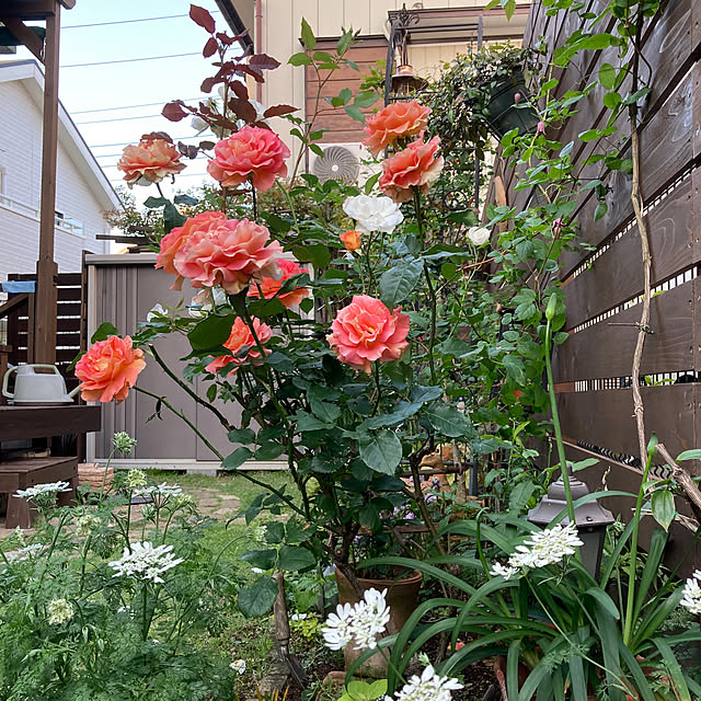 gin_mamaさんの実例写真