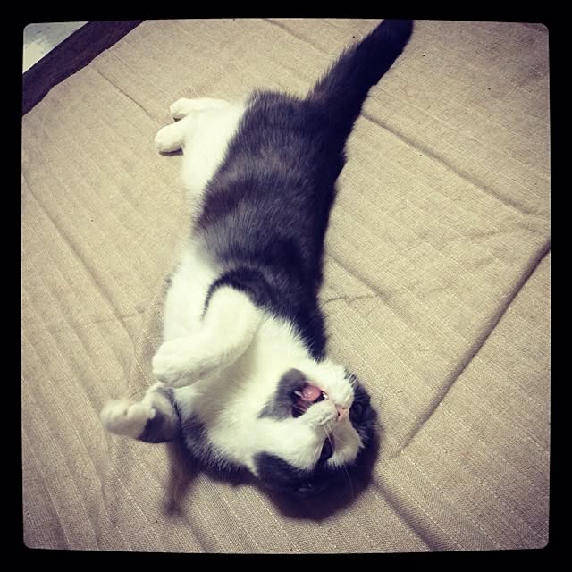 jaiko2521さんの実例写真
