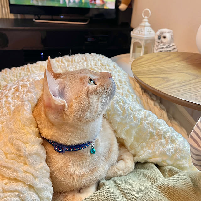 chiiさんの実例写真