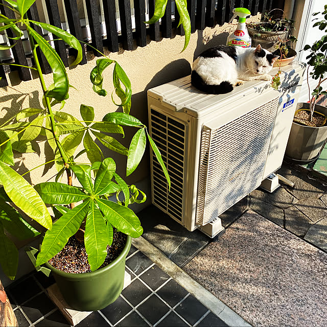 uninekoさんの実例写真