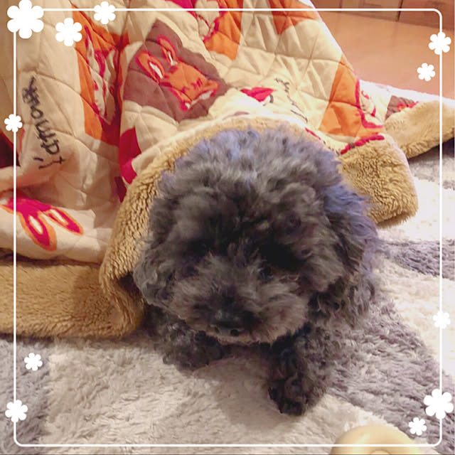 makkoさんの実例写真