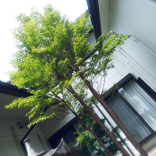 Green-appleさんの実例写真