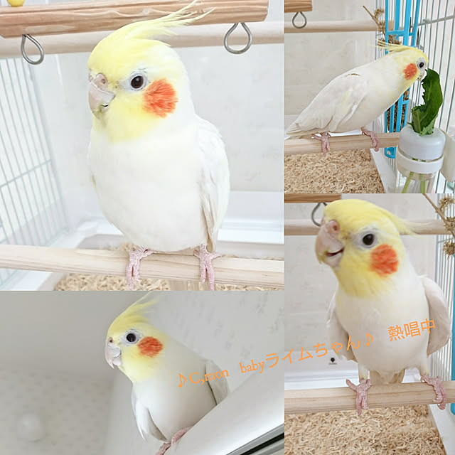 fleur-mamanさんの実例写真