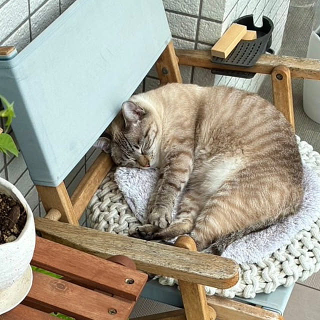 amさんの実例写真