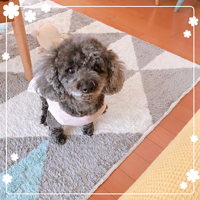 makkoさんの実例写真