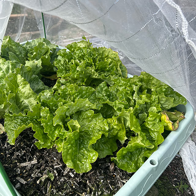 ritsukoさんの実例写真