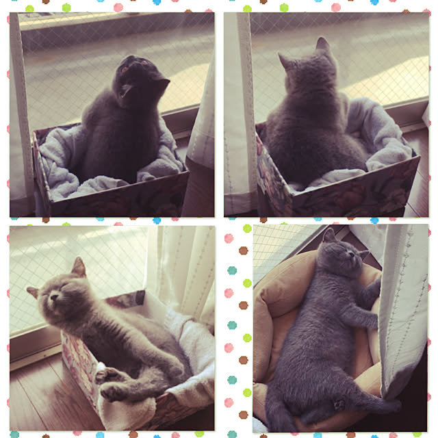 kittyさんの実例写真