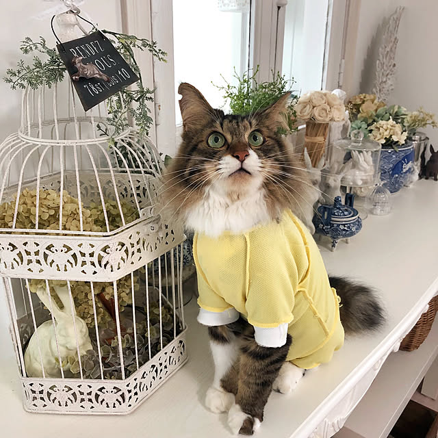 yuchiさんの実例写真