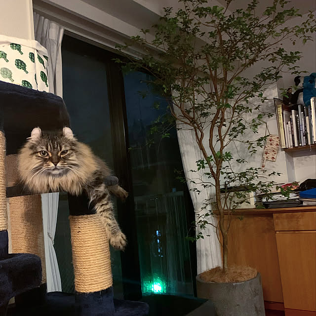 louisさんの実例写真