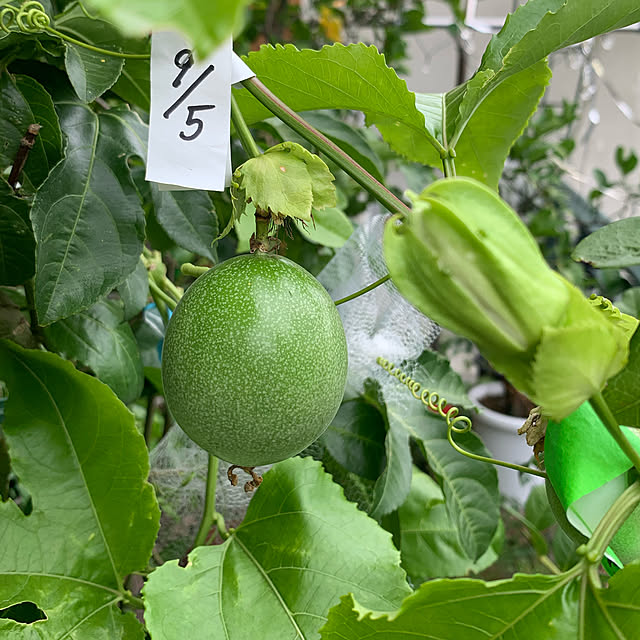 パッションフルーツ/パッションフルーツの実/観葉植物のある暮らし/秋/カフェ風...などのインテリア実例 - 2022-09-15 09:52:35